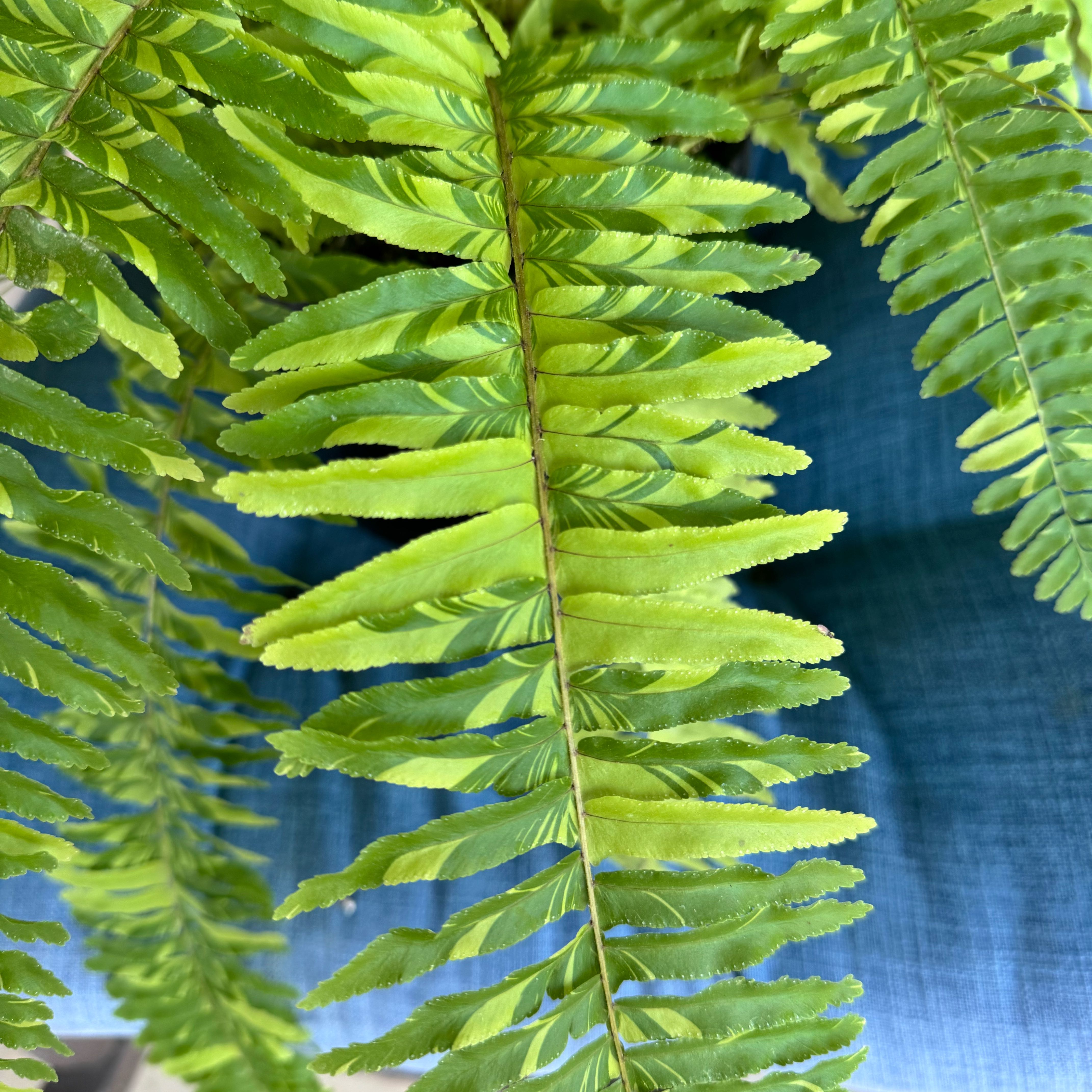 Photo of the plant species Tiger Fern by @ondrayuhwear named Delilah on Greg, the plant care app