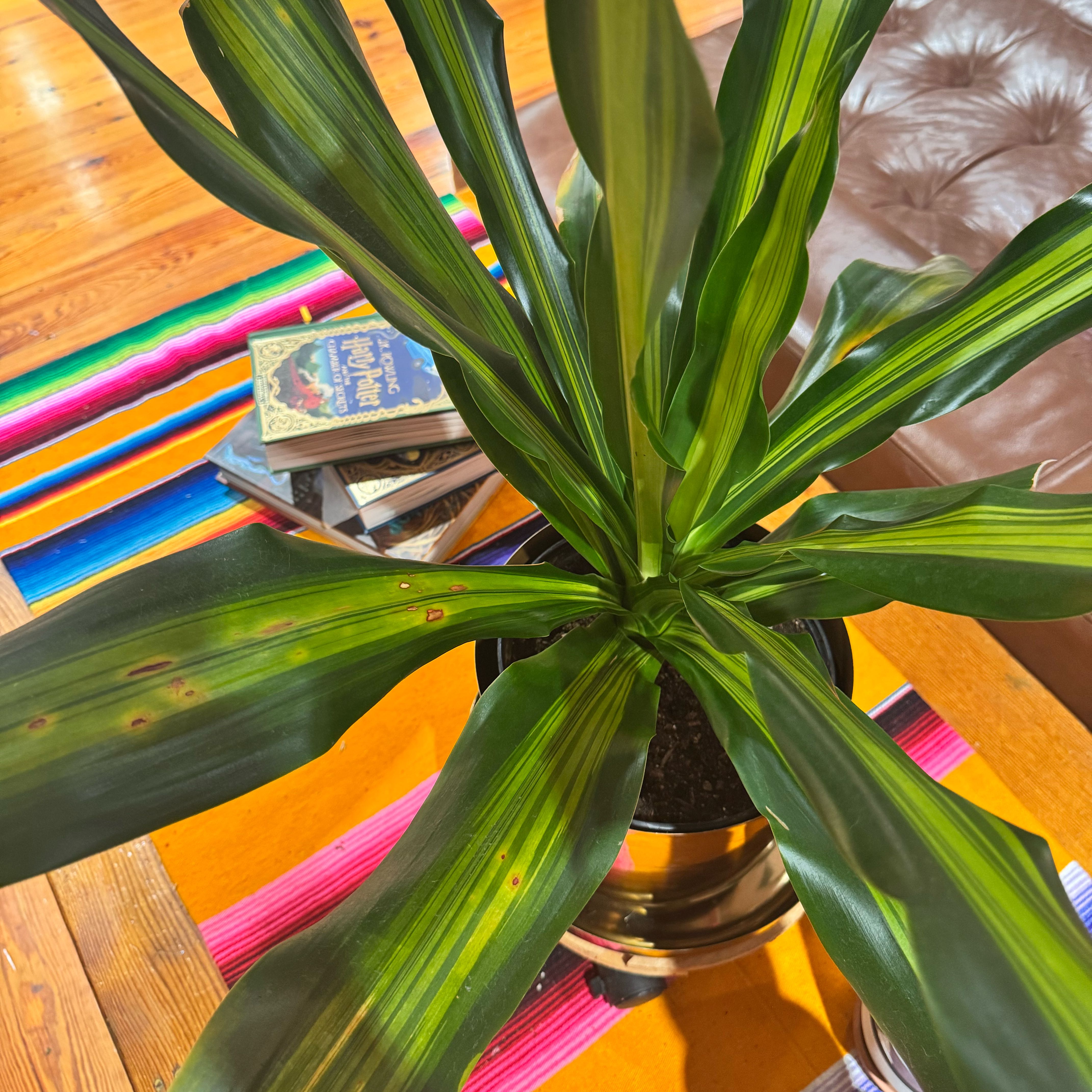Photo of the plant species Dracaena 'Golden Heart' by @ondrayuhwear named Zion on Greg, the plant care app