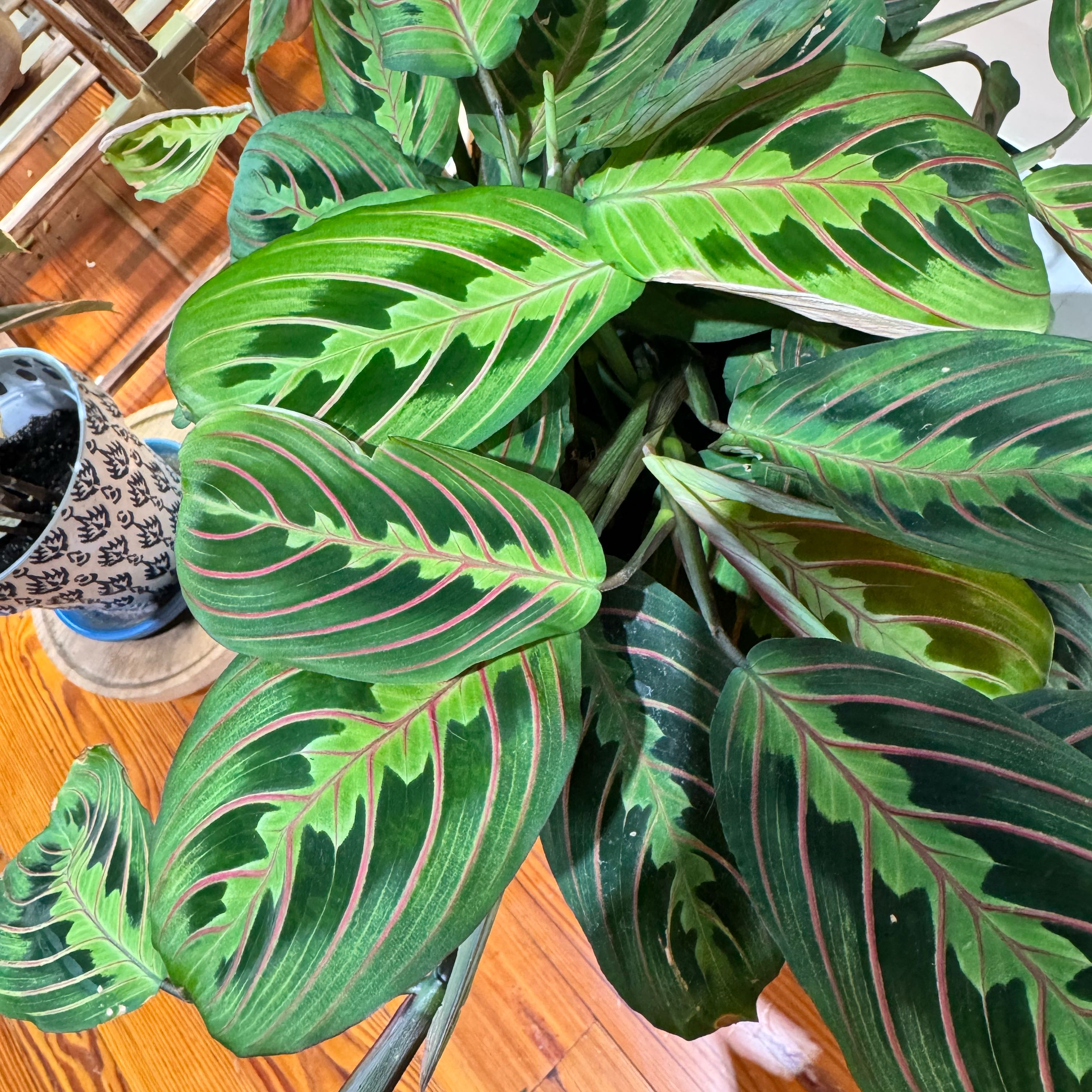 Photo of the plant species Red Calathea by @ondrayuhwear named Harmony on Greg, the plant care app