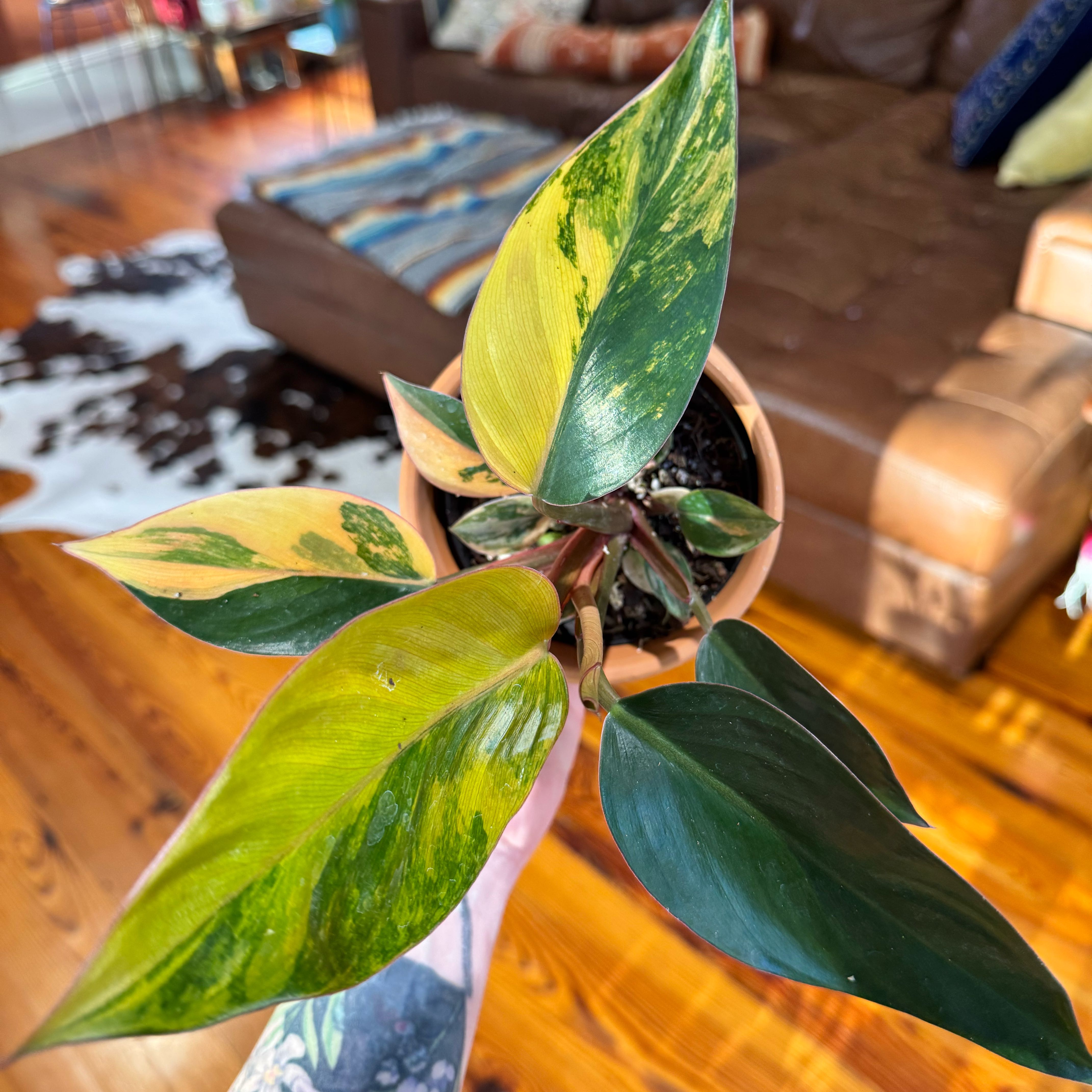 Photo of the plant species Red Congo Variegated by @ondrayuhwear named Kardashian on Greg, the plant care app