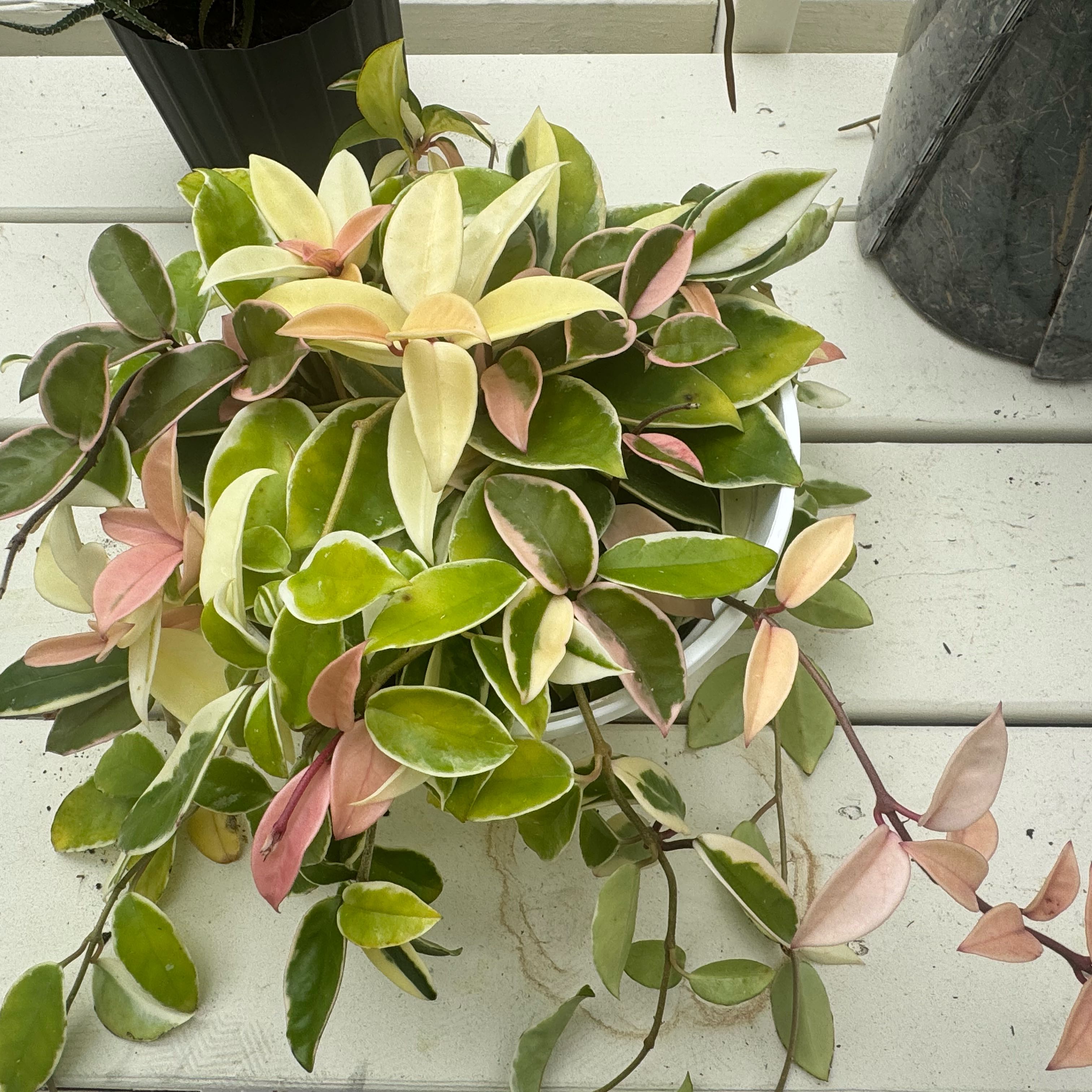 Photo of the plant species Flamingo Hoya by @ondrayuhwear named Morgan Treeman on Greg, the plant care app