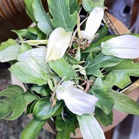 Photo of the plant species Philodendron ghost Mint by @ondrayuhwear named Kylie on Greg, the plant care app