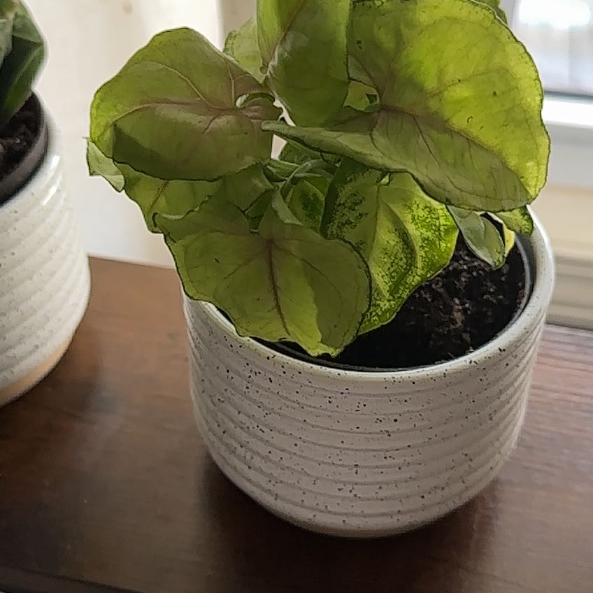 Photo of the plant species Arrowhead Plant by @ToughAnacua61 named Girlfrond on Greg, the plant care app