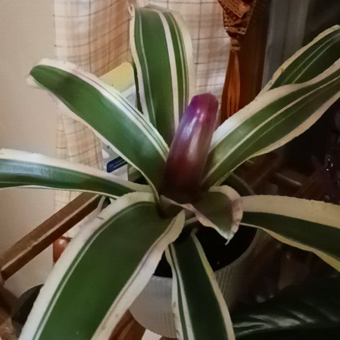 Photo of the plant species Bromeliad by @PureAtlanticivy named Kesha on Greg, the plant care app