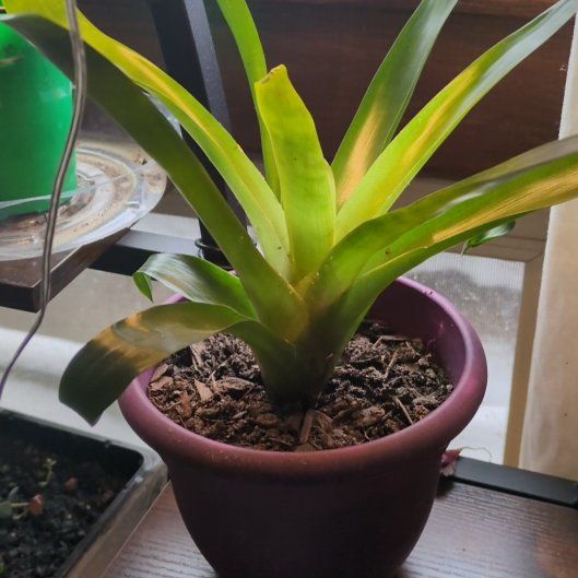 Photo of the plant species Sword Bromeliad by @IdealThreadrush named Beatrice on Greg, the plant care app