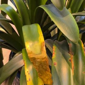 Photo of the plant species Clivia by @DecisiveAtom named Naomi on Greg, the plant care app