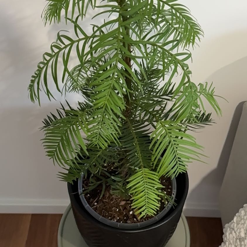 Photo of the plant species Wollemi Pine by @CrispCutgrass92 named Fernie Mac on Greg, the plant care app
