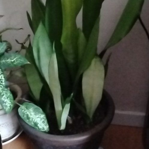 Photo of the plant species moonshine snake plant by @TolerantNeem48 named Dax on Greg, the plant care app