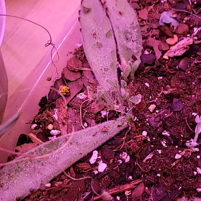 Photo of the plant species Snow White Panda Plant by @GiddyThujopsis named Spike Leaves on Greg, the plant care app