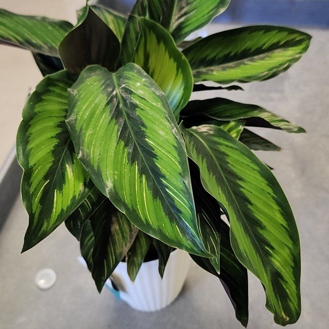 Photo of the plant species calathea by @ojrey named Duke on Greg, the plant care app
