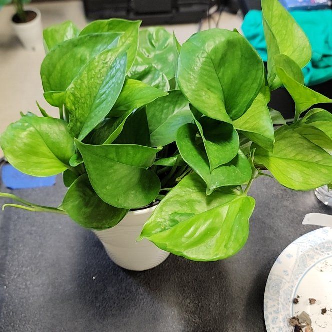 Photo of the plant species Lemon Top Pothos by @ojrey named Orlando Bloom on Greg, the plant care app