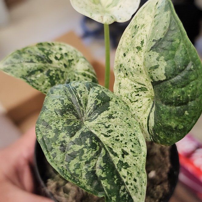 Photo of the plant species Alocasia Dragon Scale mint Verigated by @ojrey named Aristotle on Greg, the plant care app