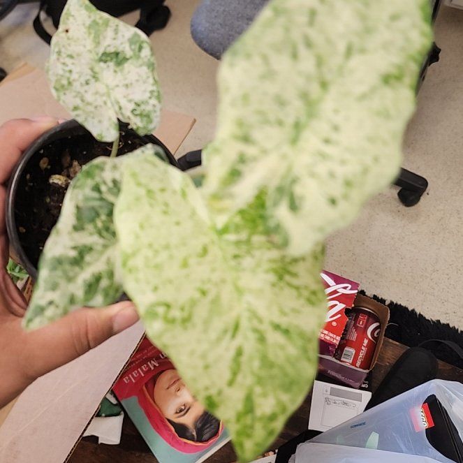 Photo of the plant species Alocasia Blizzard Elephants Ear by @ojrey named Rainier on Greg, the plant care app