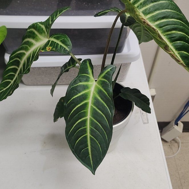 Photo of the plant species Xanthosoma by @ojrey named Clooney on Greg, the plant care app