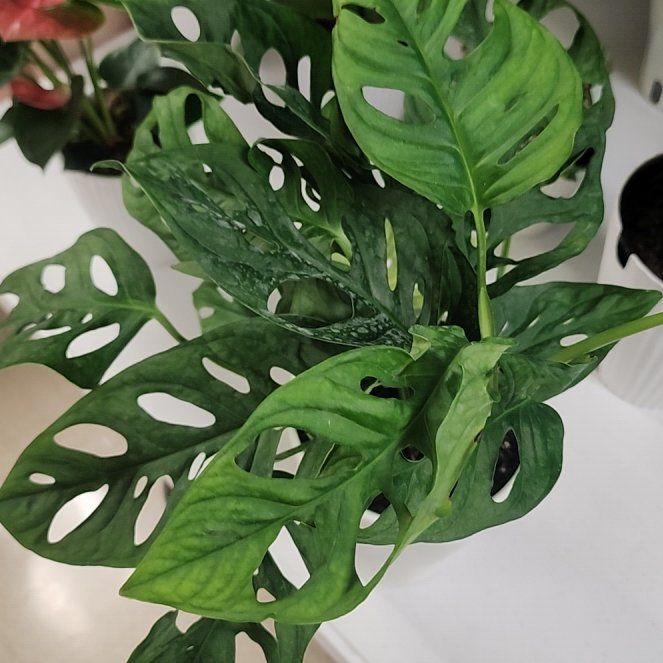 Photo of the plant species Monstera 'Little Swiss' by @ojrey named Hans on Greg, the plant care app