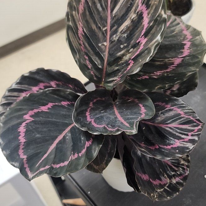 Photo of the plant species Rose Painted Calathea by @ojrey named Zion on Greg, the plant care app