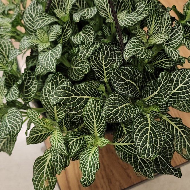 Photo of the plant species Mini White Fittonia by @ojrey named Gojo on Greg, the plant care app