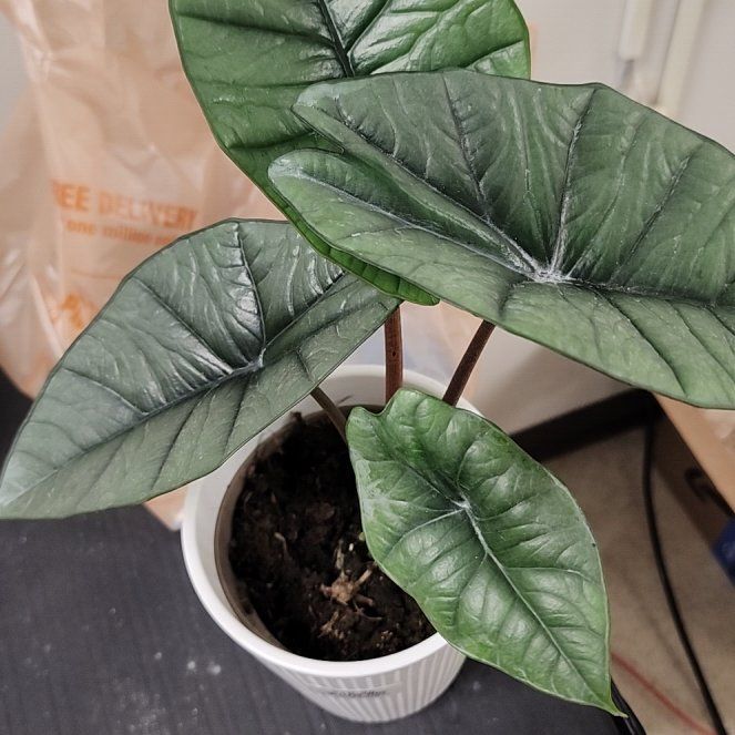 Photo of the plant species Alocasia 'Mythic Quicksilver' by @ojrey named Silva on Greg, the plant care app