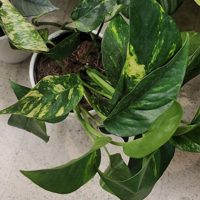 Photo of the plant species Yellow Sunrise Pothos by @ojrey named Kesha on Greg, the plant care app