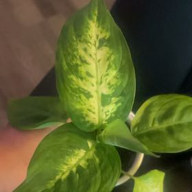 Photo of the plant species Dieffenbachia 'Tropic Marianne' by @GlowingAlmond48 named Tolkien on Greg, the plant care app