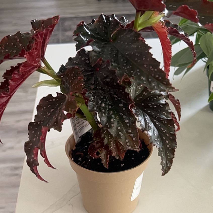 Photo of the plant species Begonia 'Angel Fannie Mae' by @ElderRedash27 named Orwell on Greg, the plant care app
