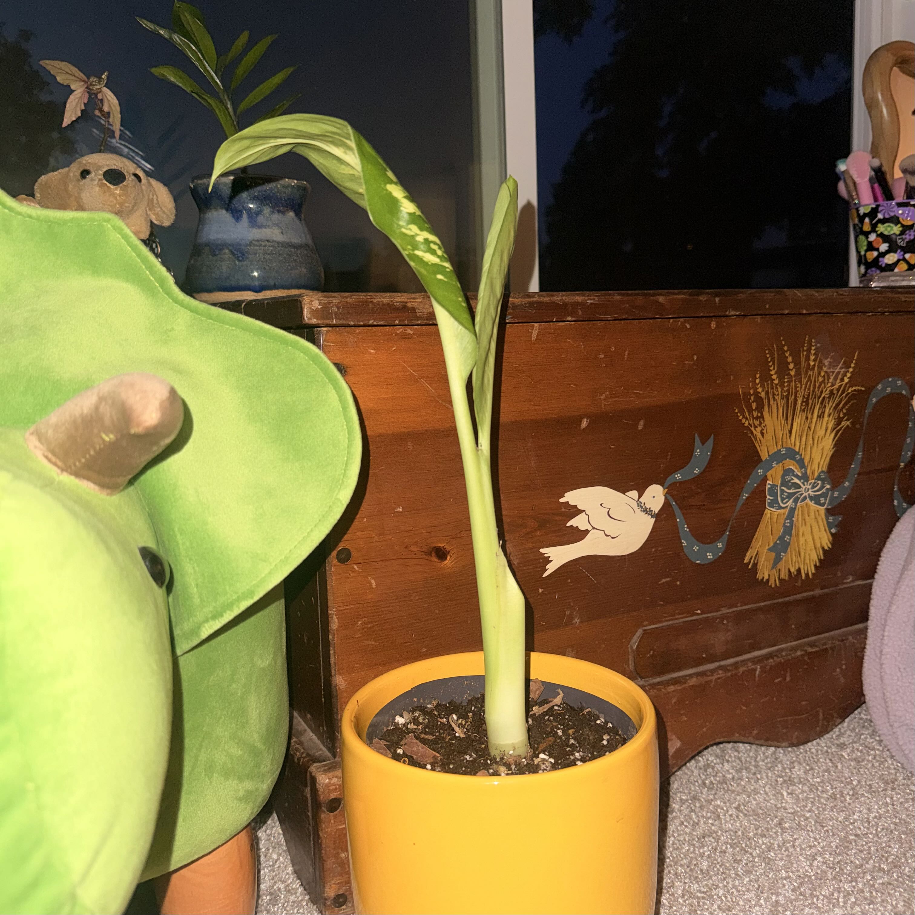 Photo of the plant species Dumbcane Tropic Snow by @saltybab named mr. spicy on Greg, the plant care app