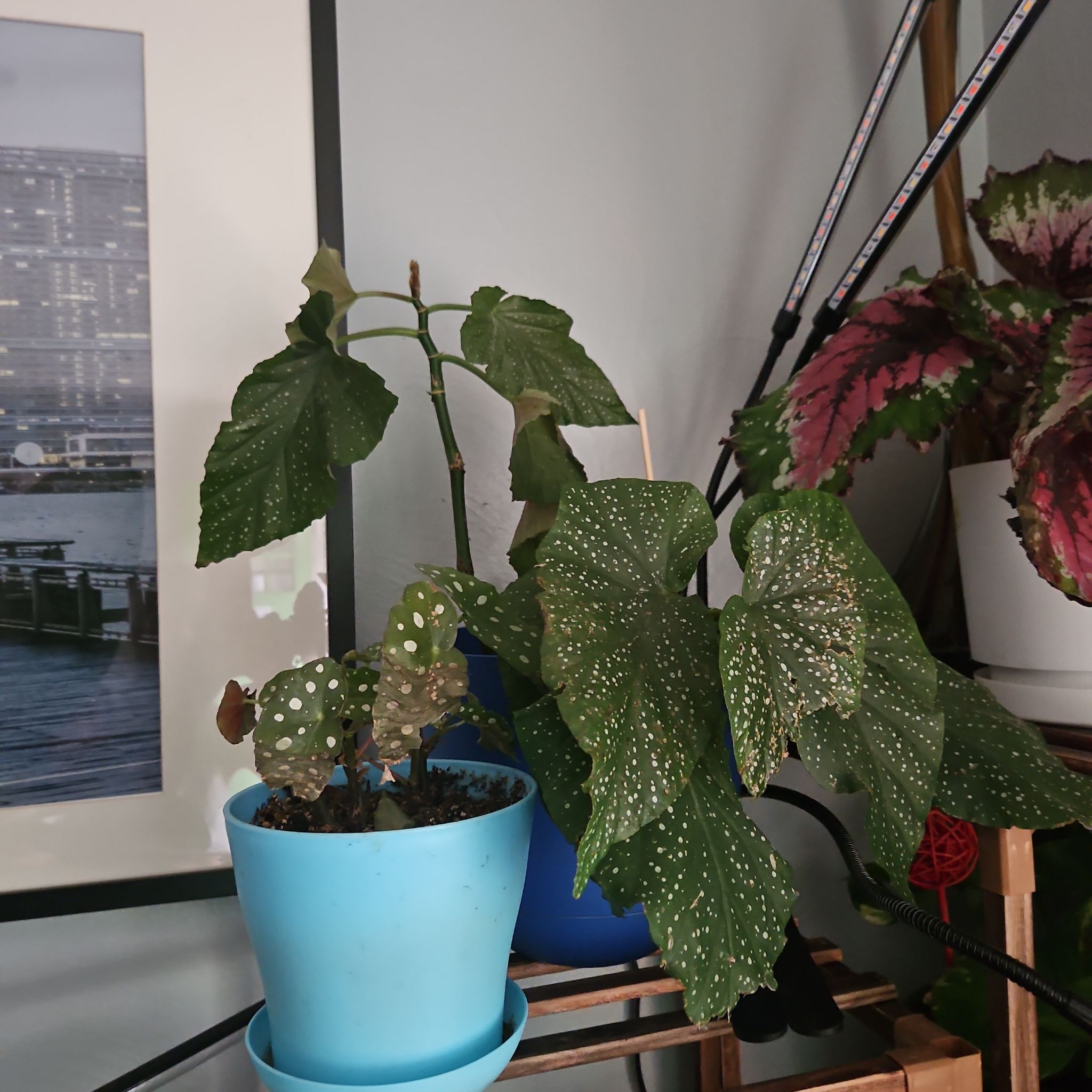 Photo of the plant species Angel Wing Begonia 'Corallina de Lucerna' by @JauntyNavelwort named Coraline on Greg, the plant care app