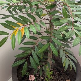 Plant care for Texas Allthorn on Greg, the plant care app