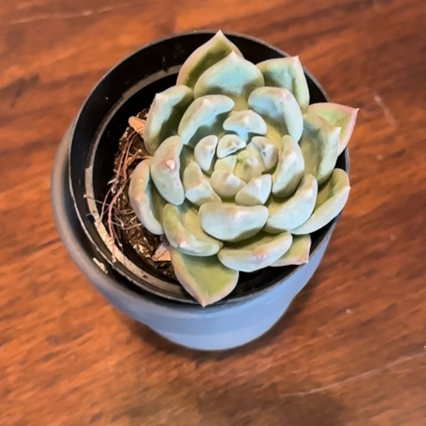 Photo of the plant species Graptoveria 'A Grim One' by @CertainCowpea named Pearl on Greg, the plant care app