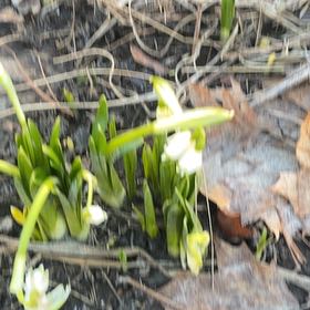 Photo of the plant species Spring Snowflake by @SteadyVaseyoak named Captain Plant-it on Greg, the plant care app