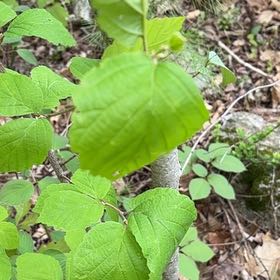 Photo of the plant species American Hazelnut by @SteadyVaseyoak named Demi on Greg, the plant care app