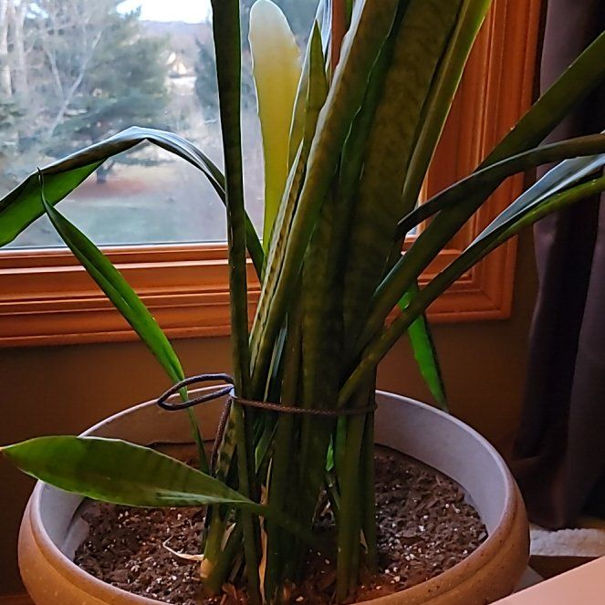Photo of the plant species Ceylon Bowstring Hemp by @PetiteTricolor named Spencer on Greg, the plant care app
