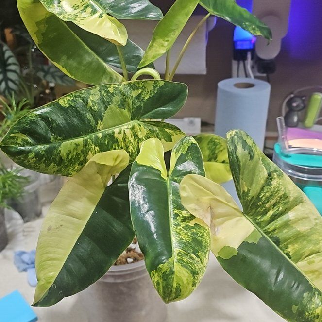 Photo of the plant species Philodendron Burle Marx Fantasy by @AlertLentil60 named Elina on Greg, the plant care app
