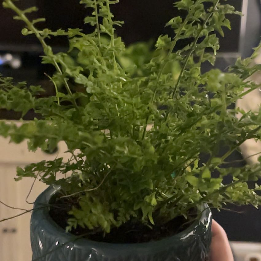Plant care for Hartford Fern on Greg, the plant care app