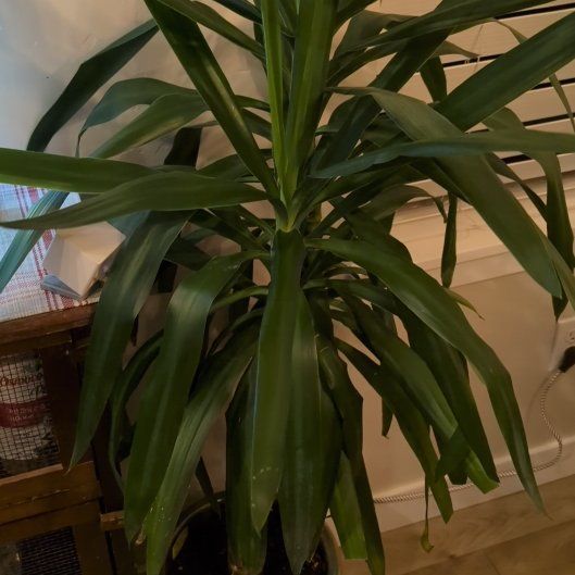 Photo of the plant species Yucca elephantipes 'Jewel' by @webstas named Orlando Bloom on Greg, the plant care app