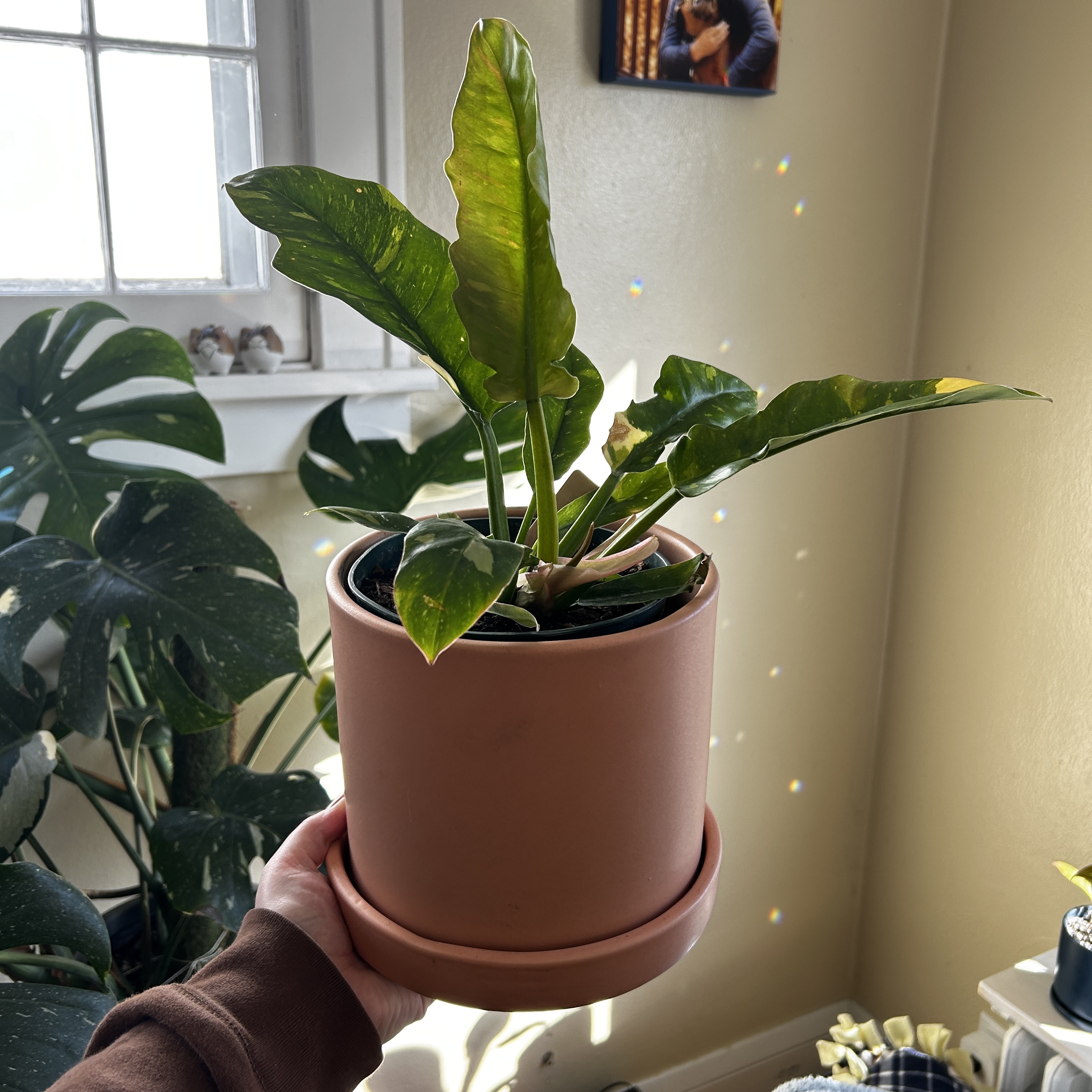 Philodendron 'Ring of Fire' in a terracotta pot held by a hand, with other plants in the background.