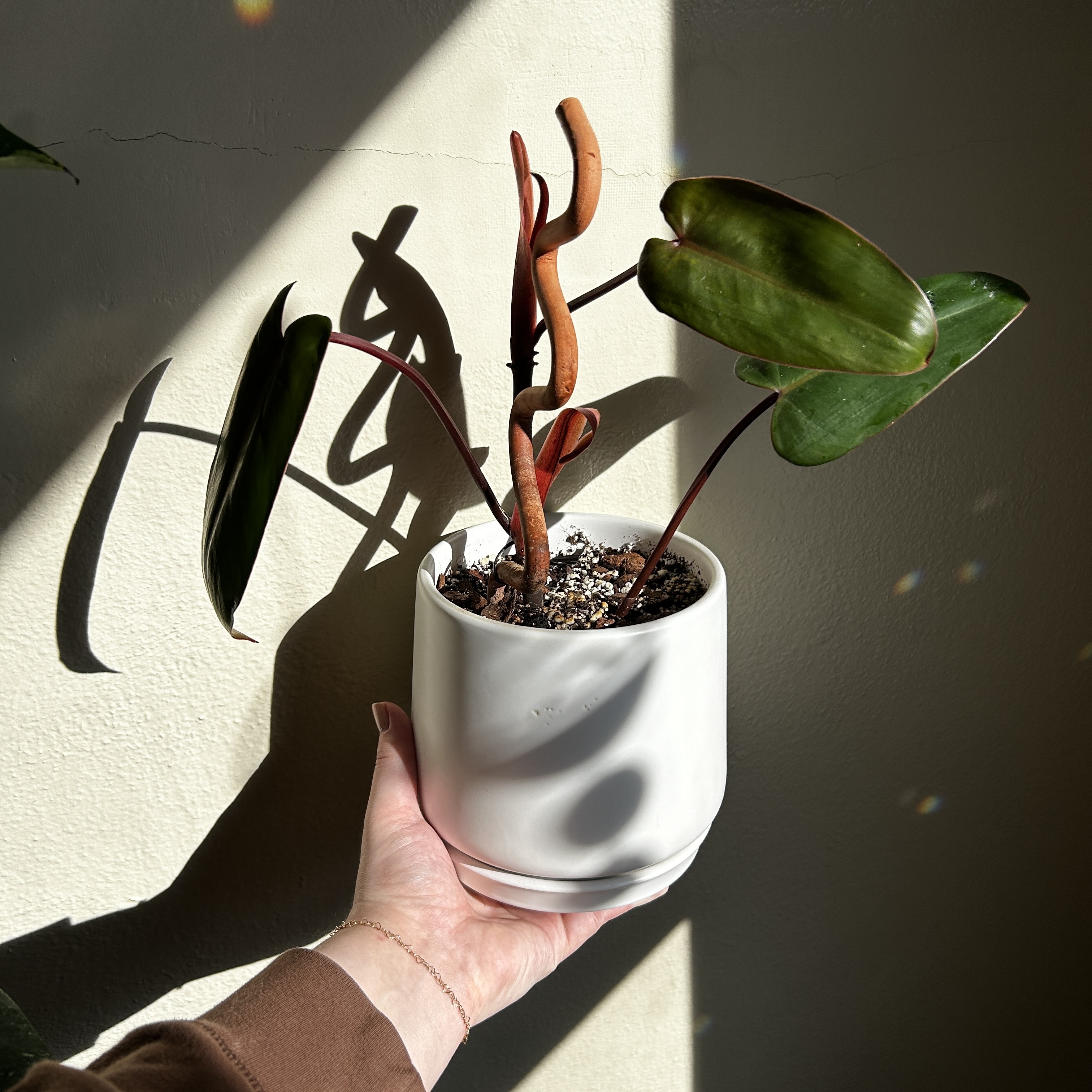 Philodendron Dark Lord plant in a white pot, held by a hand, with healthy green leaves.