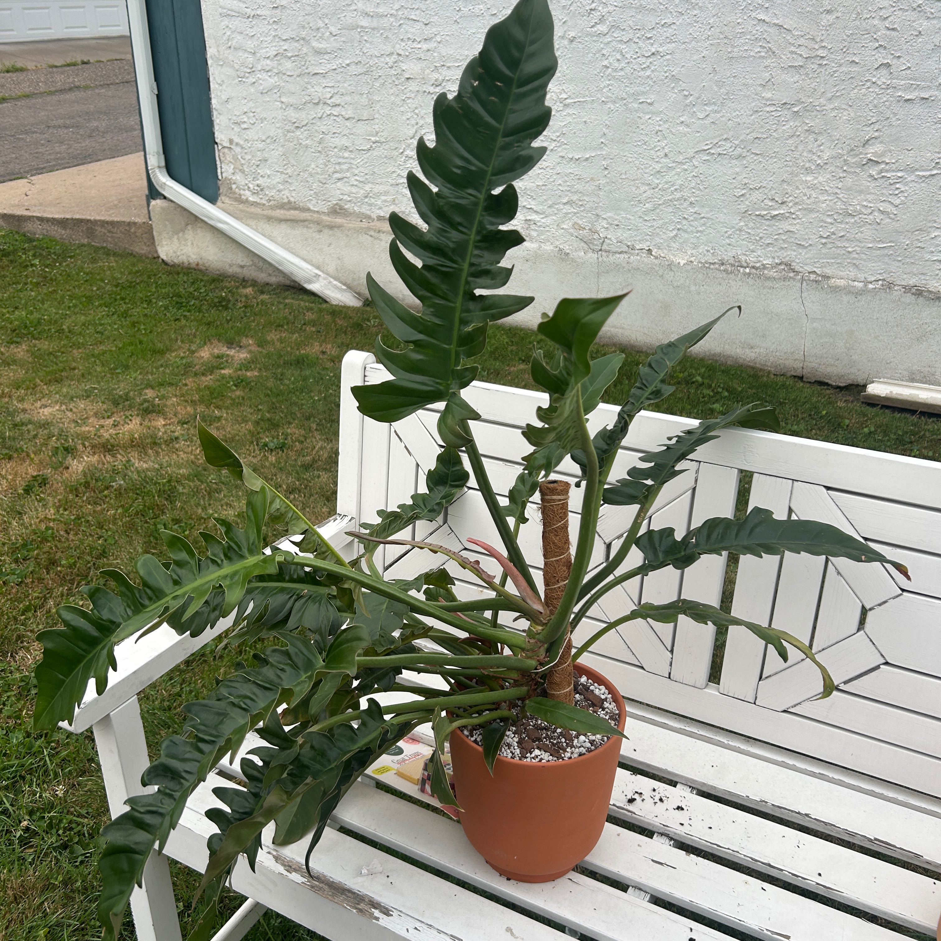 Photo of the plant species philodendron Jungle Boogie by @motelmasterpiece named Jungle Boogie on Greg, the plant care app