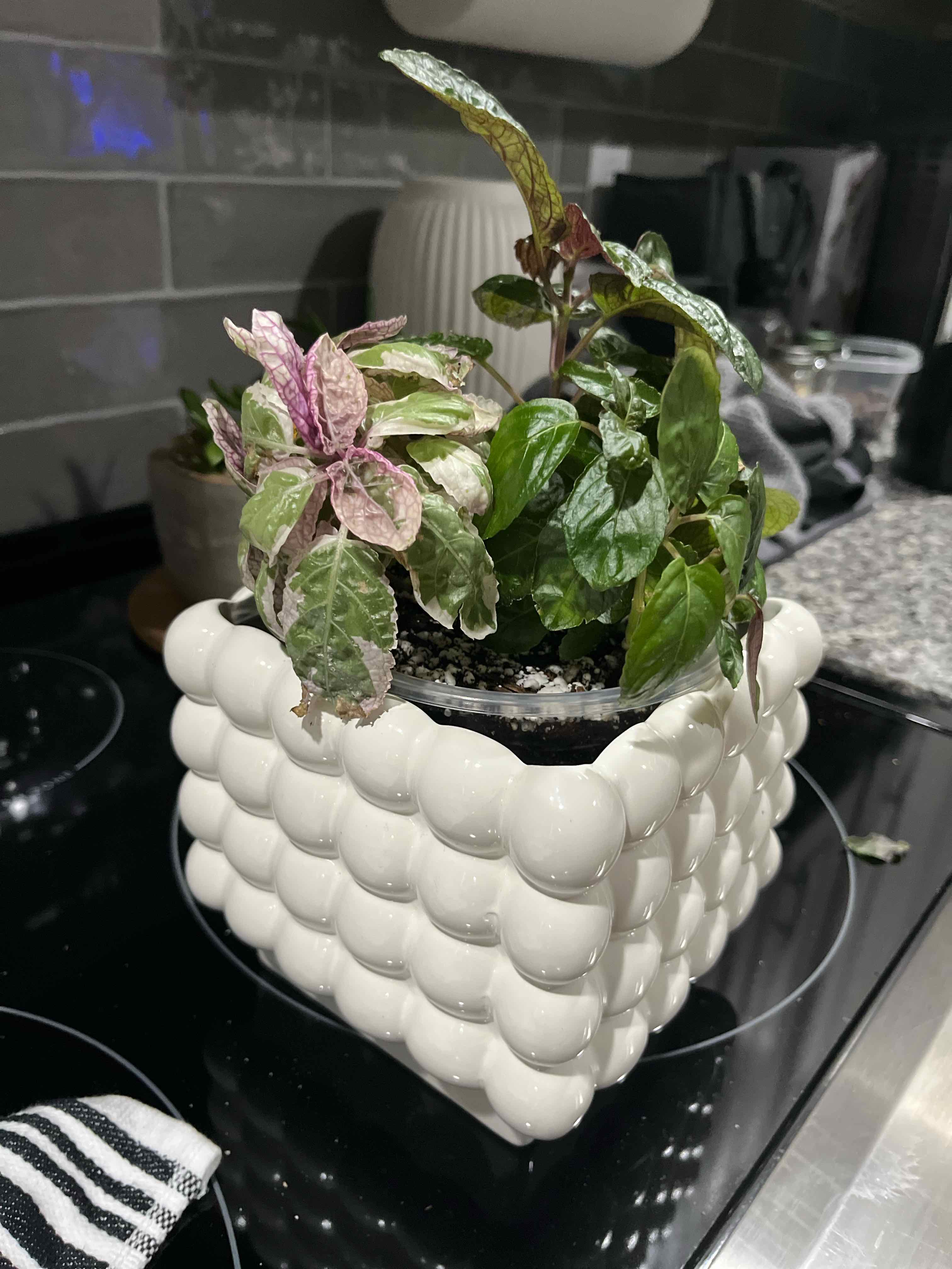 Photo of the plant species Belgian Waffle by @SlinkyFivespot8 named Delilah on Greg, the plant care app