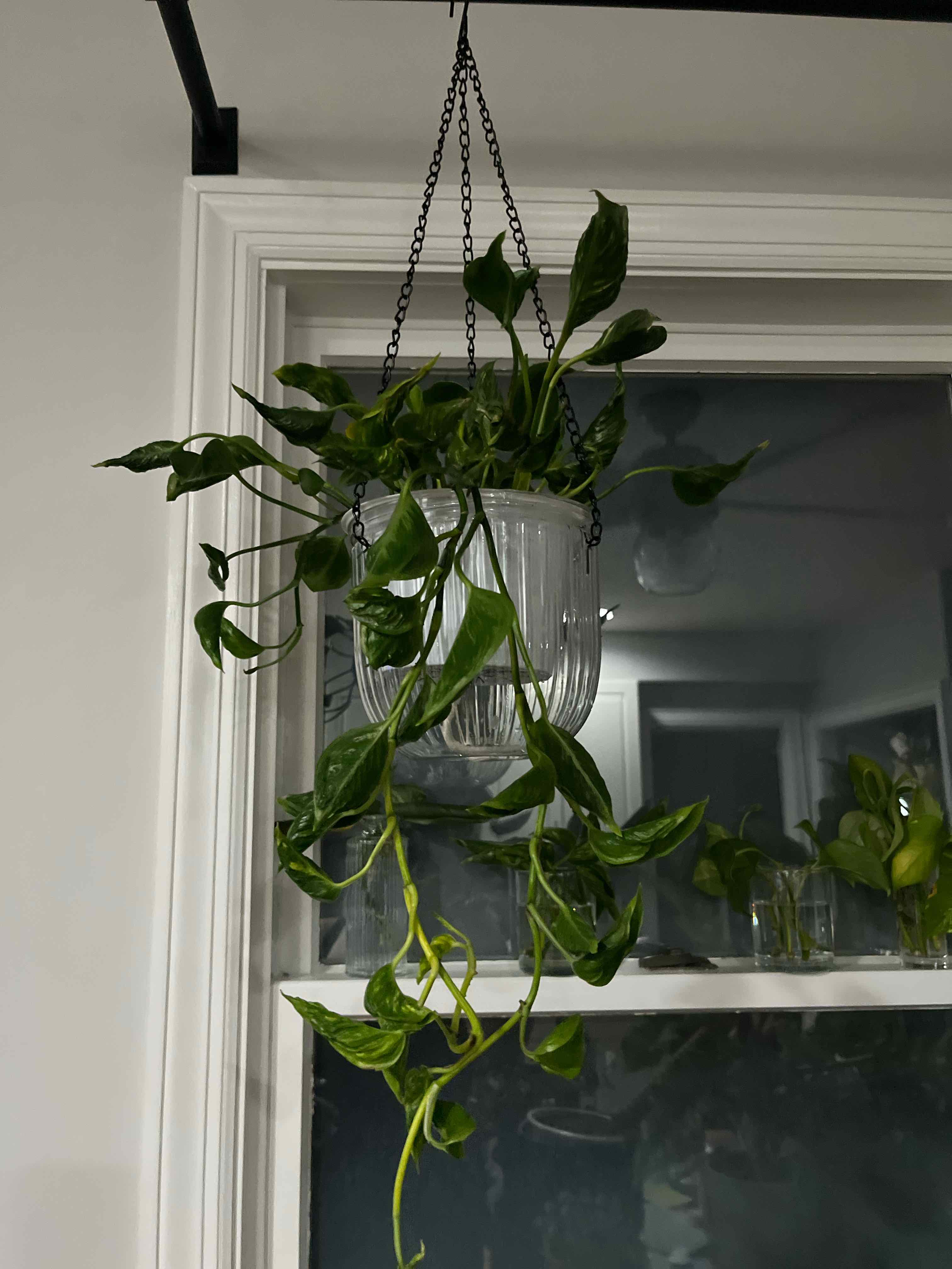 Spike Leaves
