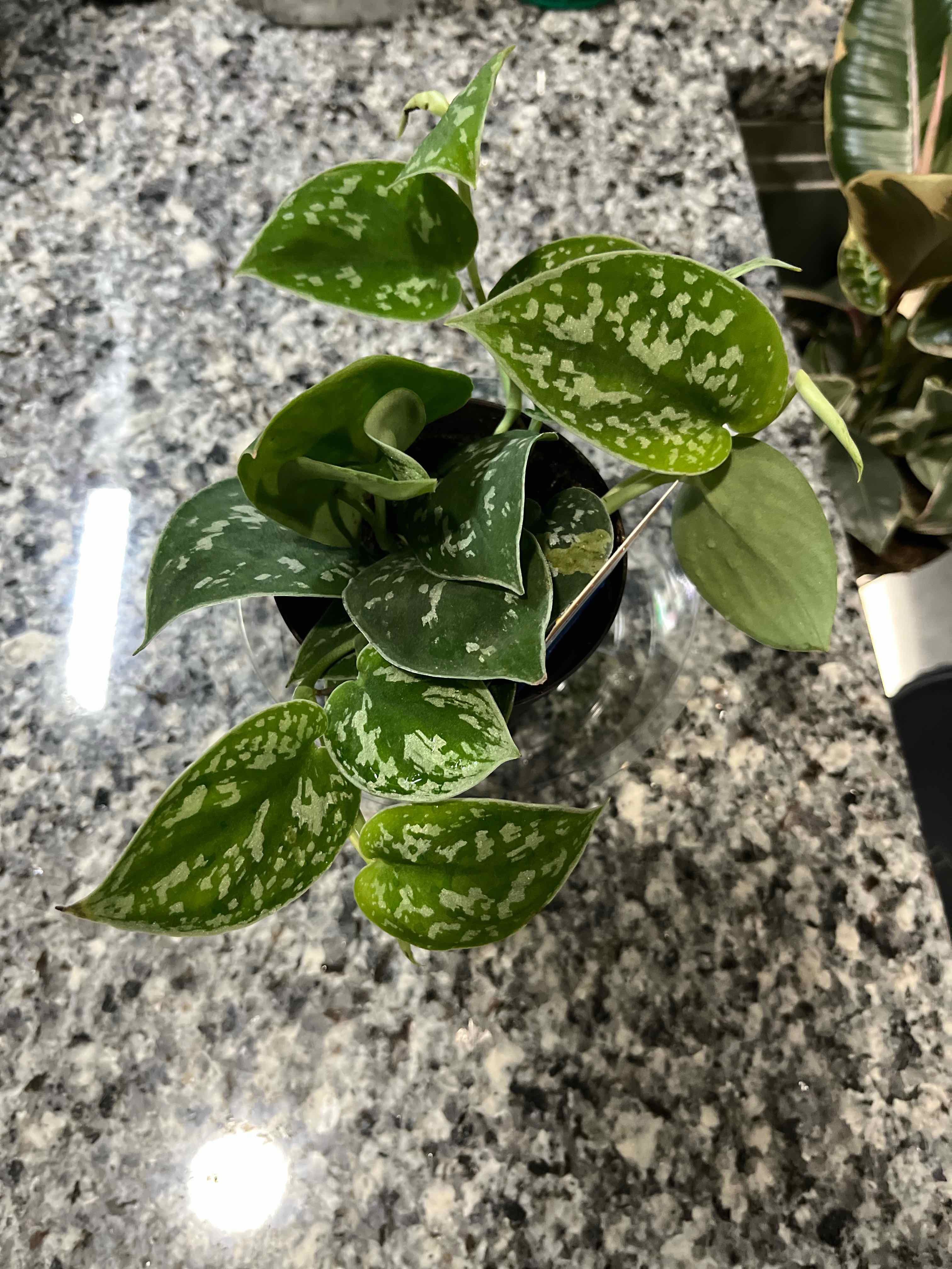 Photo of the plant species Silver Pothos by @SlinkyFivespot8 named DJ Kha-Leaf on Greg, the plant care app