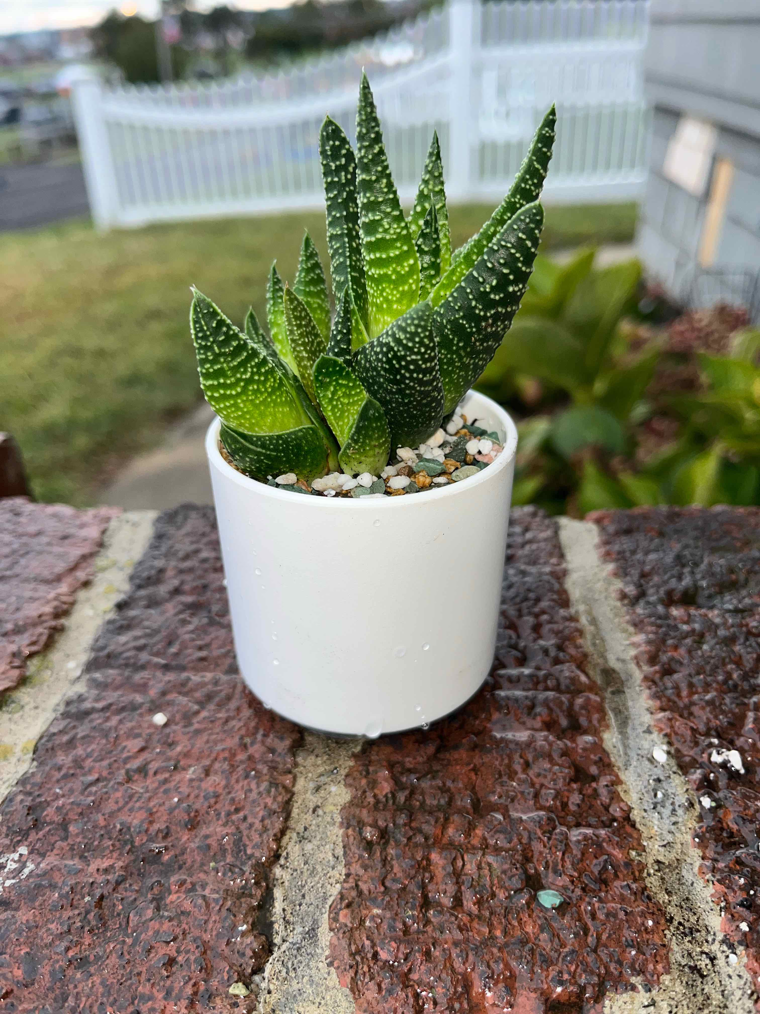 Photo of the plant species Pillansii by @SlinkyFivespot8 named Bodhi on Greg, the plant care app