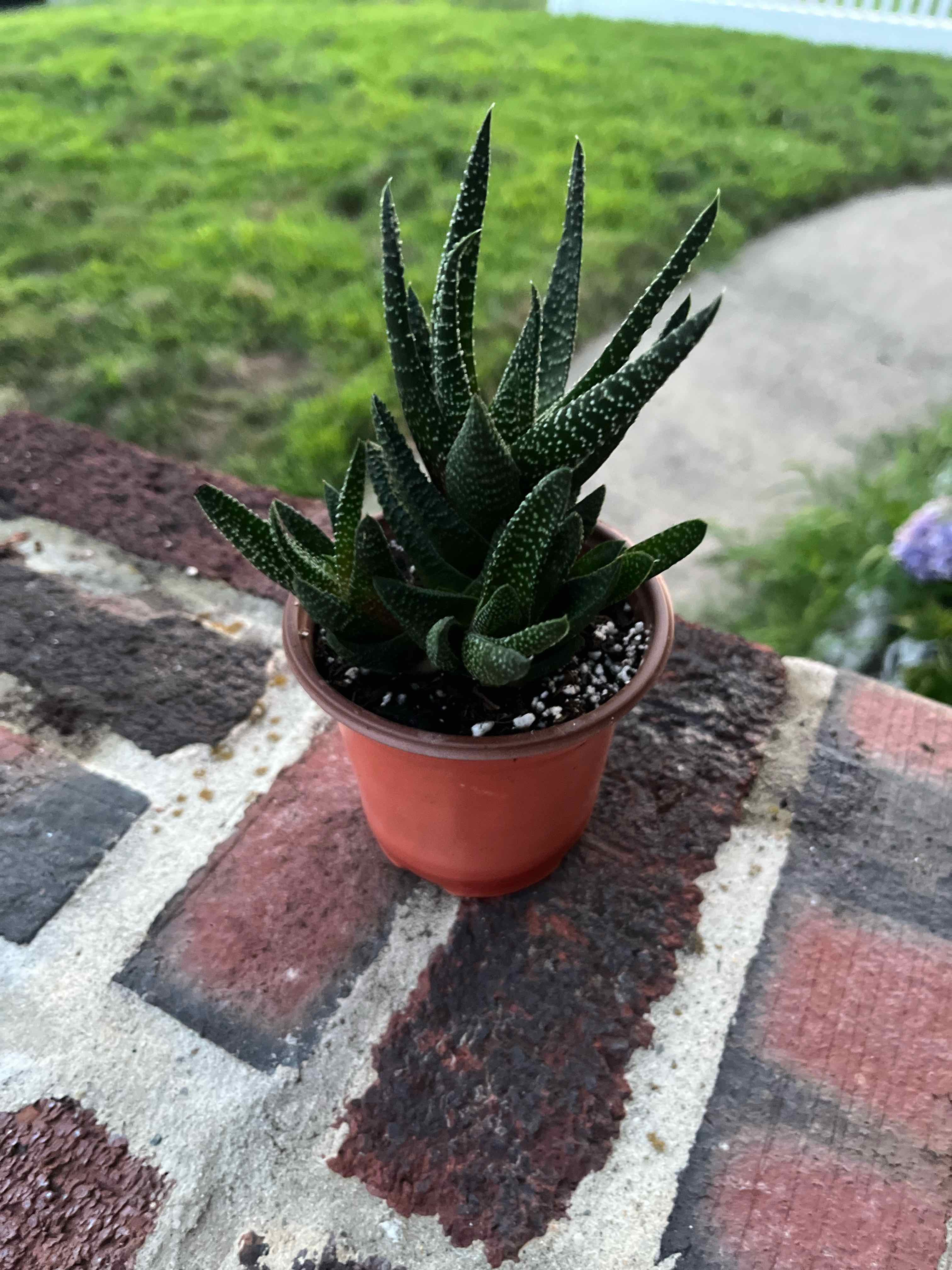 Photo of the plant species Pillansii by @SlinkyFivespot8 named Bodhi on Greg, the plant care app