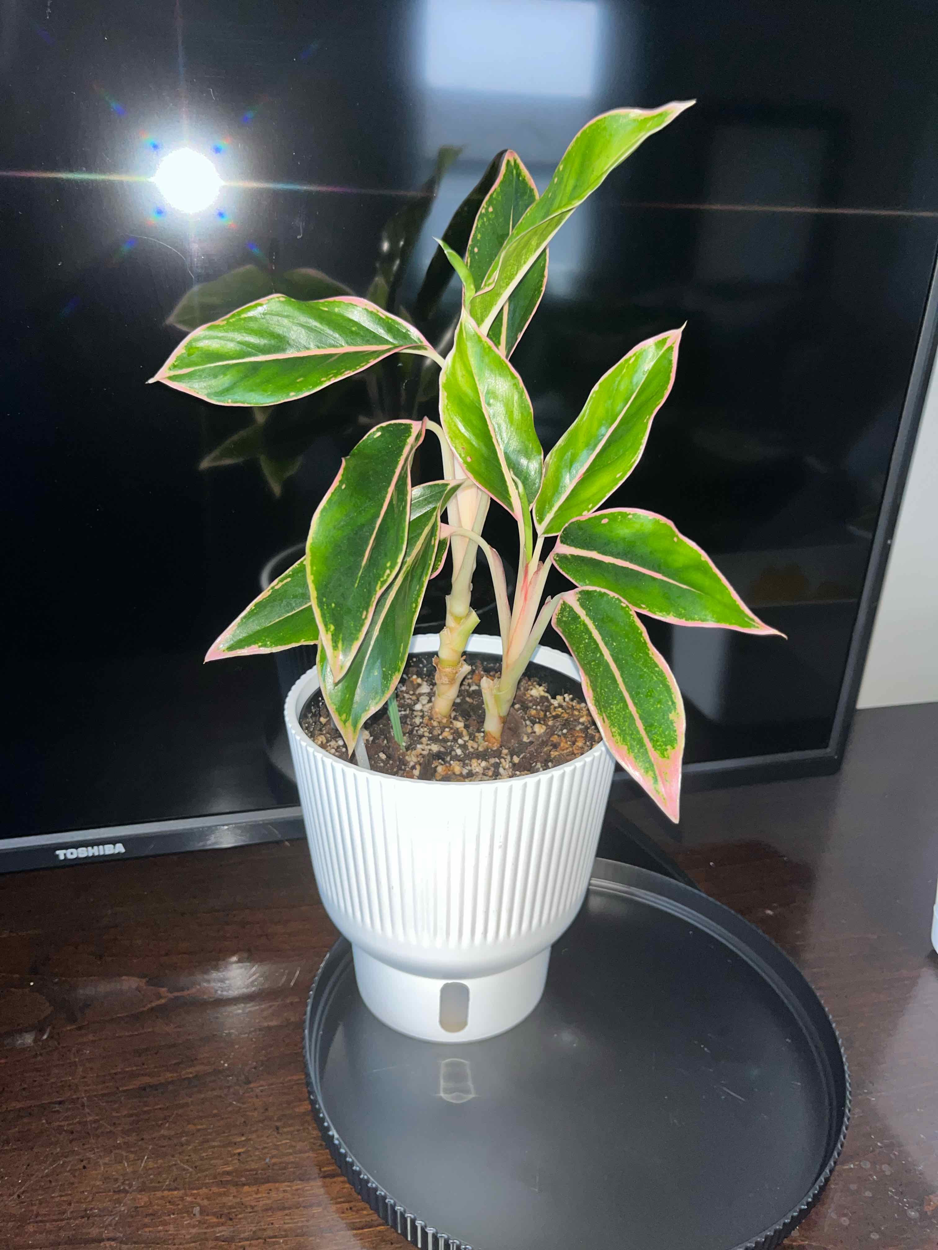 Photo of the plant species Chinese Evergreen 'Pink Siam' by @SlinkyFivespot8 named Athena on Greg, the plant care app