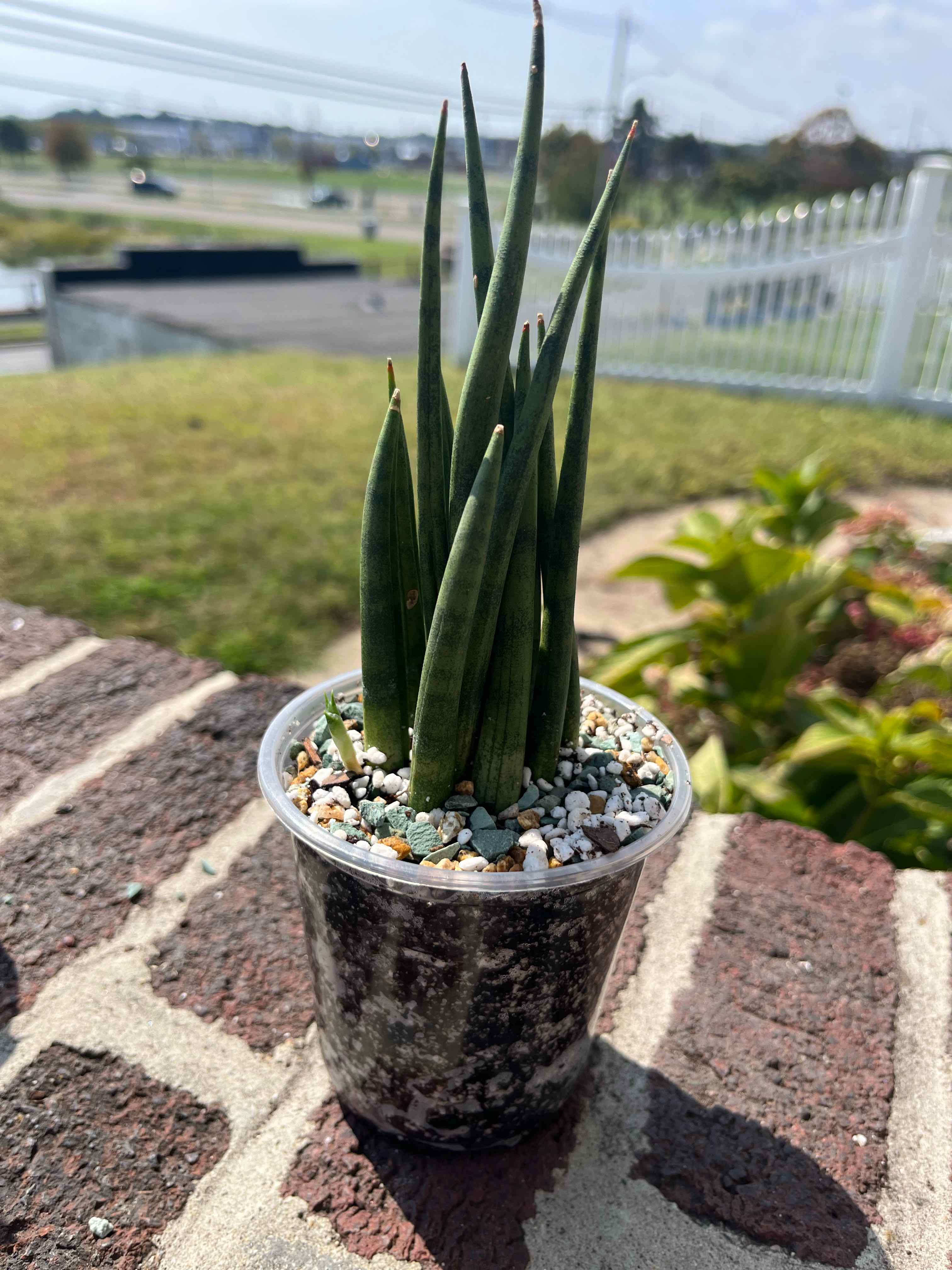 Photo of the plant species Sansevieria bacularis by @SlinkyFivespot8 named Willow on Greg, the plant care app
