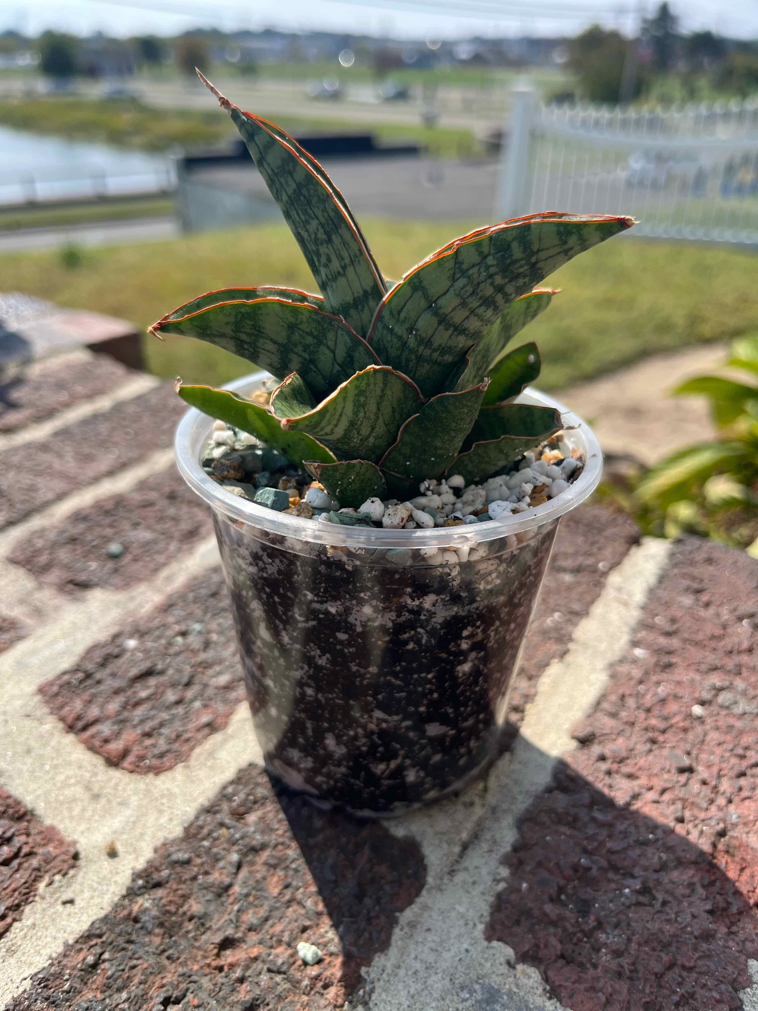 Photo of the plant species Tower Thai by @SlinkyFivespot8 named Pax on Greg, the plant care app