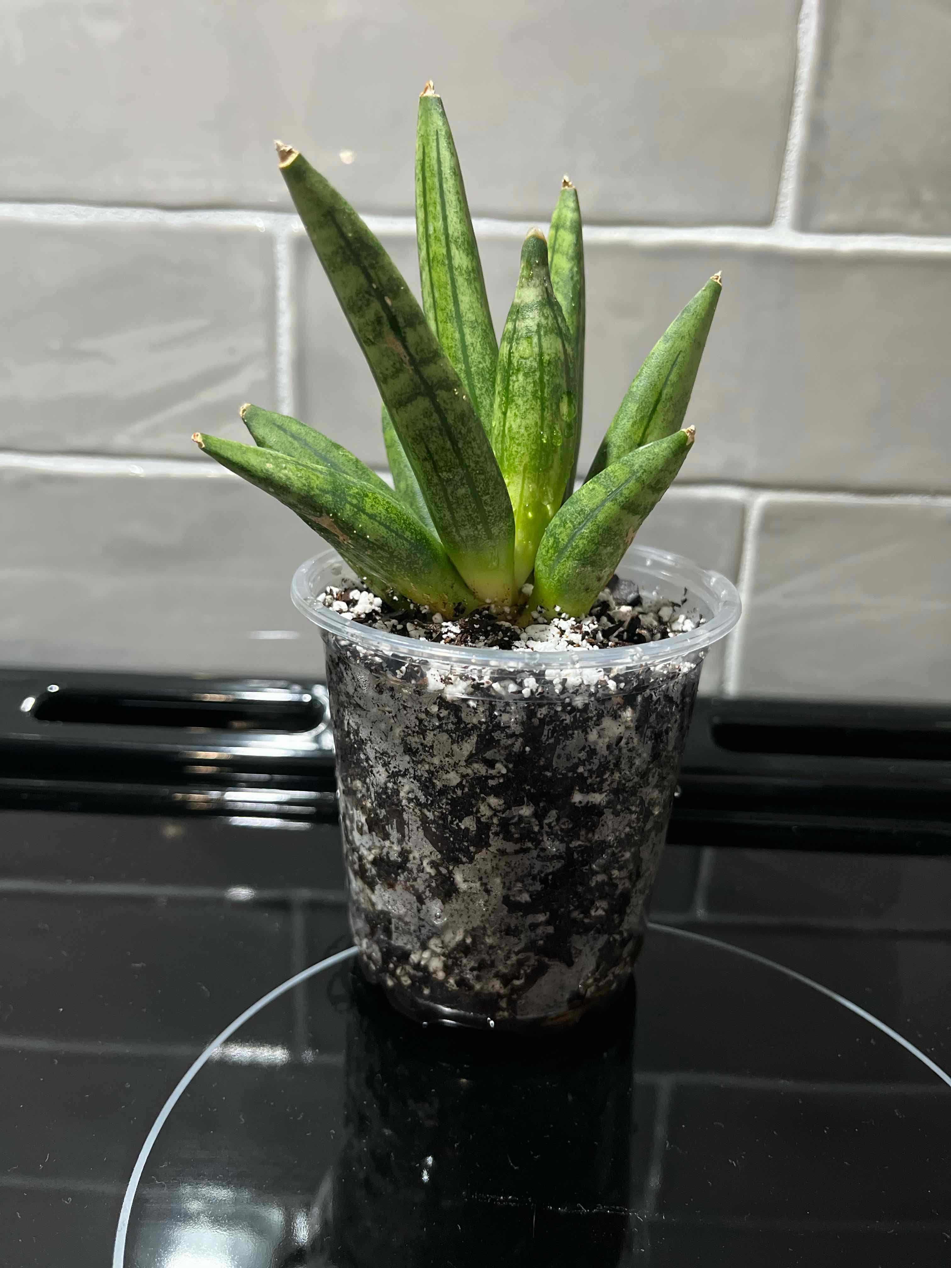 Photo of the plant species Hedgehog Sansevieria by @SlinkyFivespot8 named Oscar on Greg, the plant care app