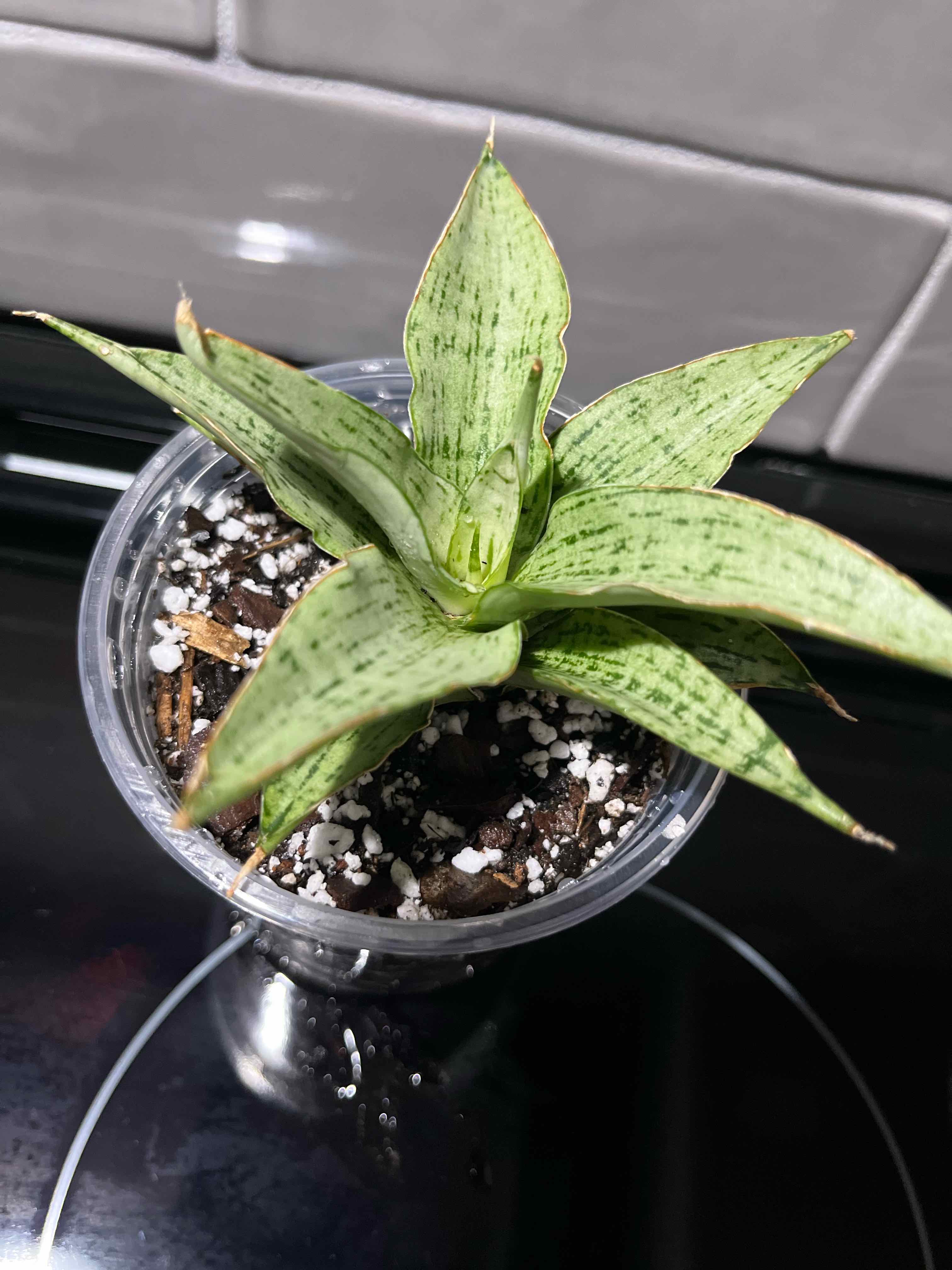 Photo of the plant species Silver Blue Sansevieria by @SlinkyFivespot8 named Rainier on Greg, the plant care app