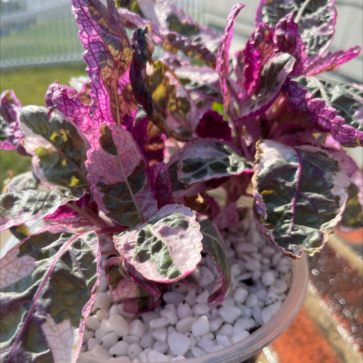 Photo of the plant species Belgian Waffle by @SlinkyFivespot8 named Delilah on Greg, the plant care app