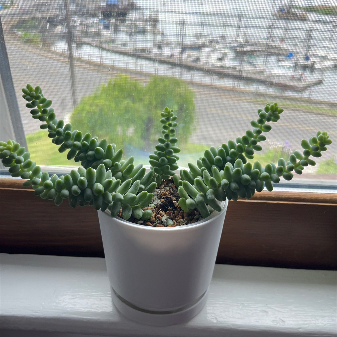 Photo of the plant species Burro's Tail by @SlinkyFivespot8 named Einstein on Greg, the plant care app